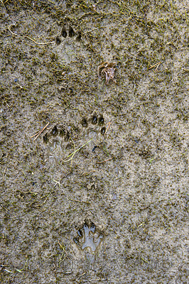 BB 14 0294 / Lutra lutra / Oter